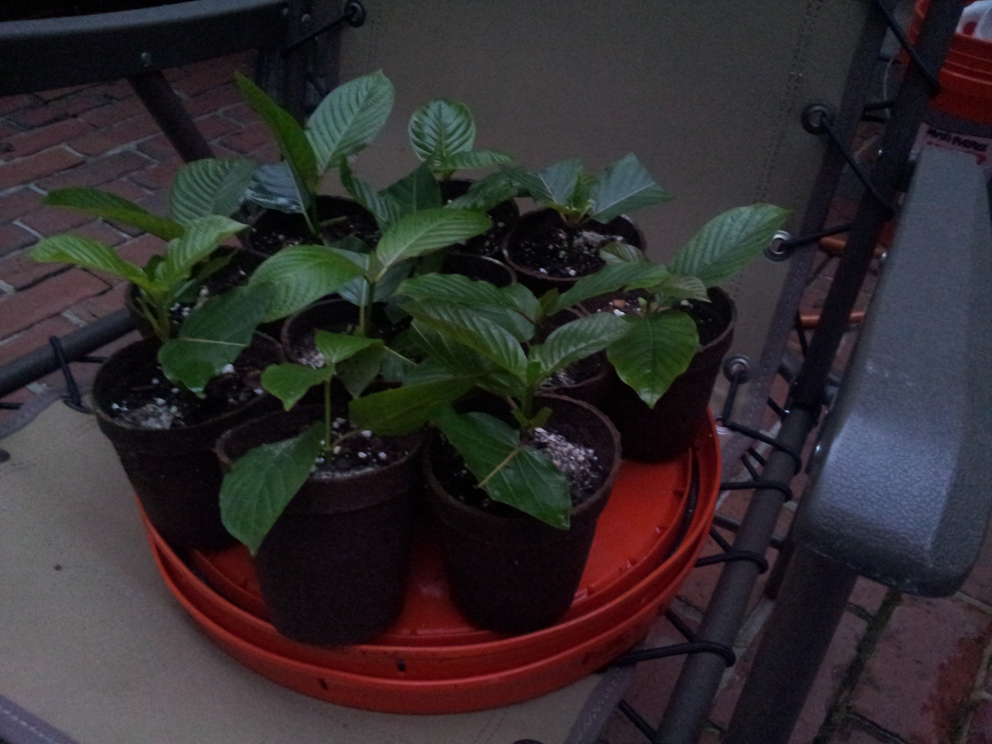 Pink Vein Indo Kratom Plant Pink Vein Indo Kratom Plant