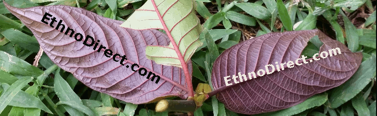 EthnoDirect.com, Providing Quality Plants Since 2012
