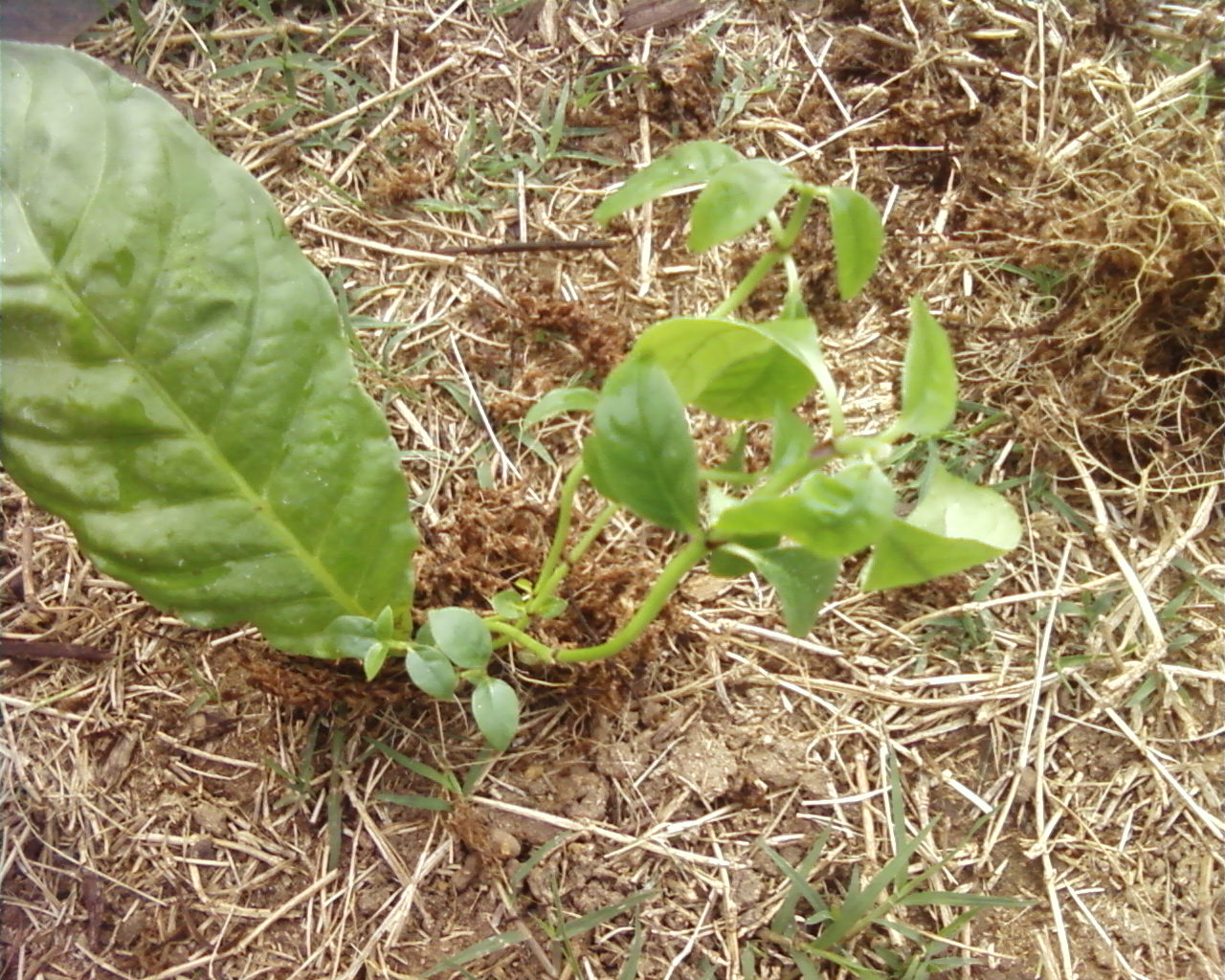 Psychotria Viridis